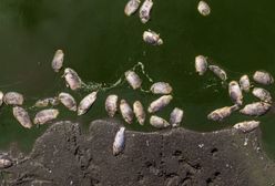 Ogromne ilości martwych ryb. Uruchomiono procedury