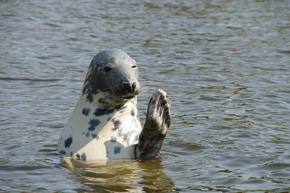 The grey seals have returned to the Thames.