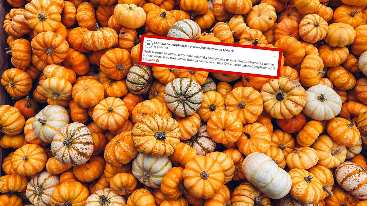 Rozdają dynie. Każdy może wziąć tyle, ile da radę unieść.