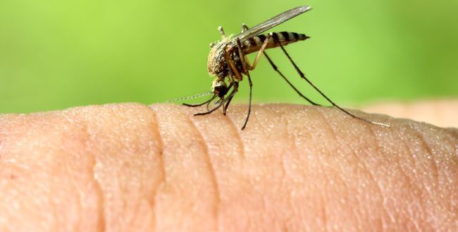 Gdzie się podziały w tym roku komary?
