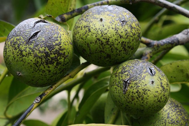 Sapote będzie doskonałym dodatkiem do wszelkiego typu deserów: nada czekoladowy smak lodom, ciastom i koktajlom