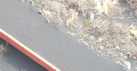 Chcieli uratować psy. Nie mogli uwierzyć w to, co zobaczyli