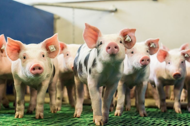 Powiatowy lekarz weterynarii może kazać wybić świnie. Sejm znowelizował ustawę o ochronie zdrowia zwięrząt