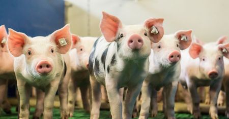 Powiatowy lekarz weterynarii może kazać wybić świnie. Sejm znowelizował ustawę o ochronie zdrowia zwięrząt