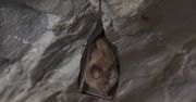 Niezwykłe nietoperze. Naukowcy odkryli ich zaskakującą umiejętność