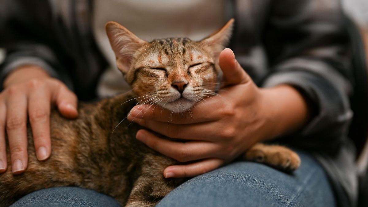 Zrelaksowany kot na kolanach właściciela