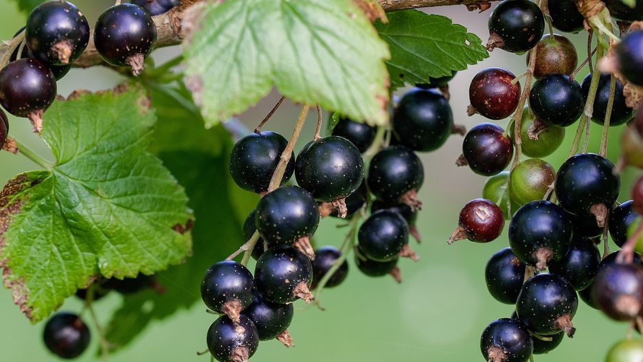 Rolnicy mierzą się z dużymi stratami na plantacjach czarnej porzeczki