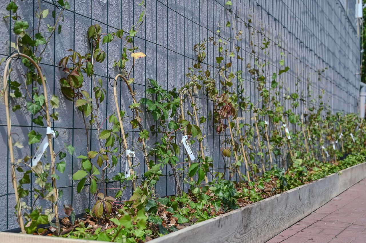 Częstochowa. Ekologiczna akcja, posadzili bluszcz i liczą na naśladowców