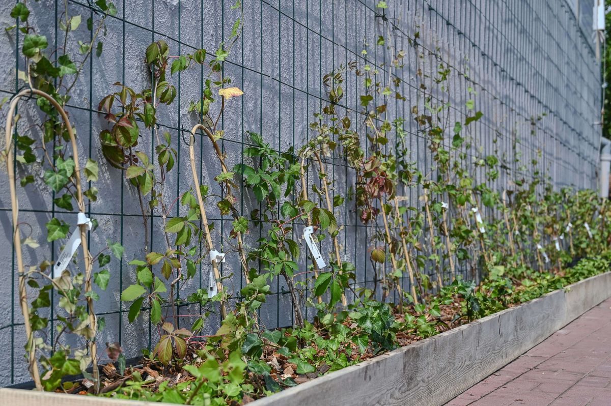 Częstochowa. Ściana Urzędu Miasta zamieni się w ostoję zieleni.