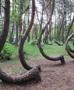 Powstaje nowy Krzywy Las. To jedno z najbardziej niesamowitych miejsc w Polsce