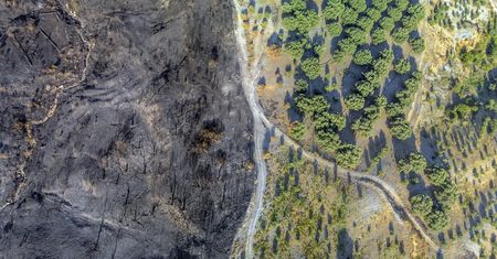Europa traci zielone płuca. Lasy z mniejszą zdolnością pochłaniania CO2