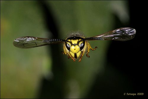 Fotoopa, czyli foto-dziadek z kosmicznym systemem do makro fotografii 1
