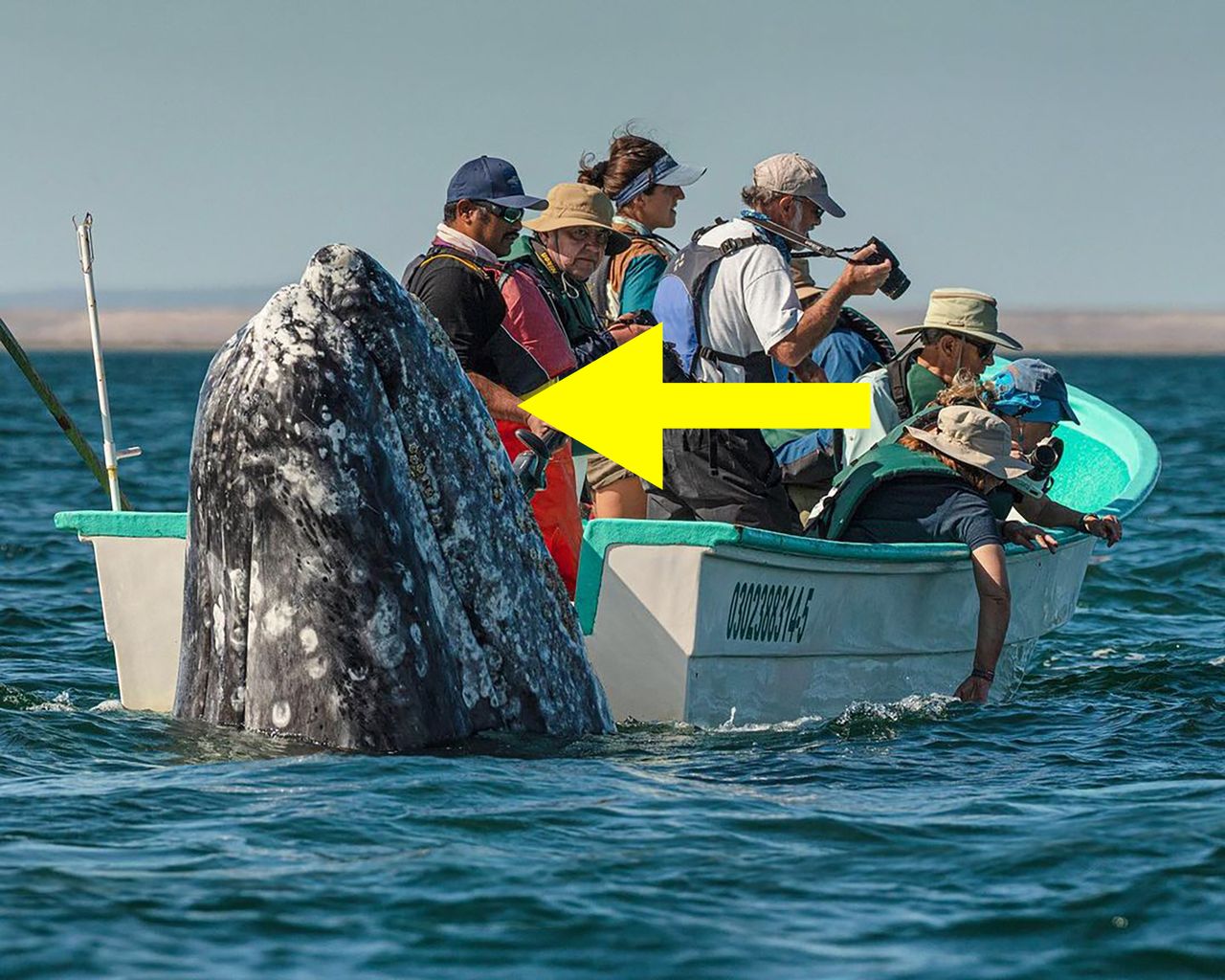 Szukali wieloryba, ale on znalazł ich pierwszy