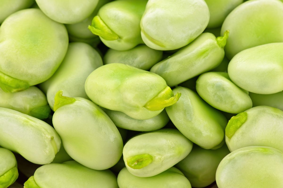 The fava beans will retain their color and flavor. Just add one ingredient.