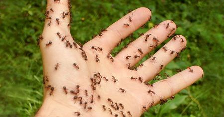 Mrówki atakują. Poznaj najskuteczniejsze sposoby na uciążliwych gości