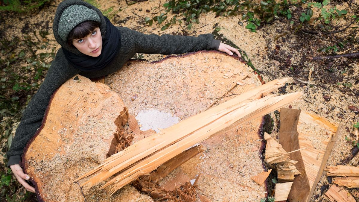 Po jodłach zostały tylko pniaki. 