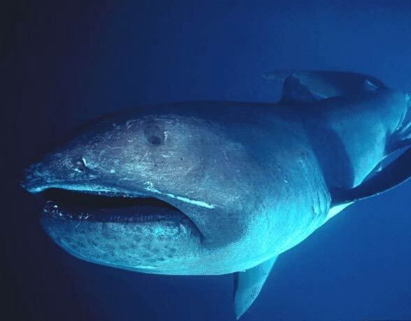 Tak wygląda rekin wielkogębowy z bliska.