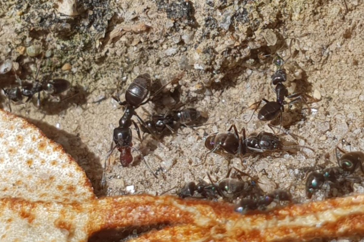 Invasive Ameisen zerstören Infrastruktur: Behörden alarmiert