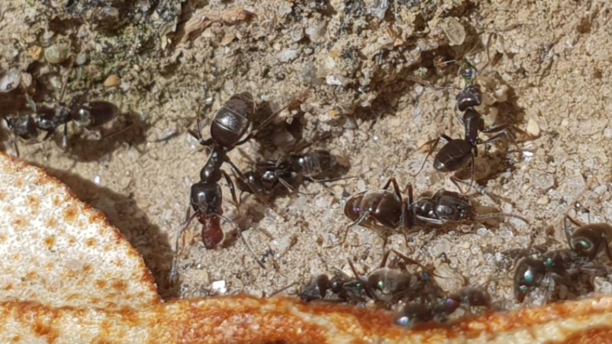 Mrówki Tapinom magnum coraz większym problemem w Niemczech