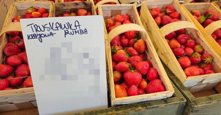 Ceny truskawek coraz przystępniejsze dla portfela. Sprawdź, ile teraz kosztują na targu – zdjęcia (26.05.2025)