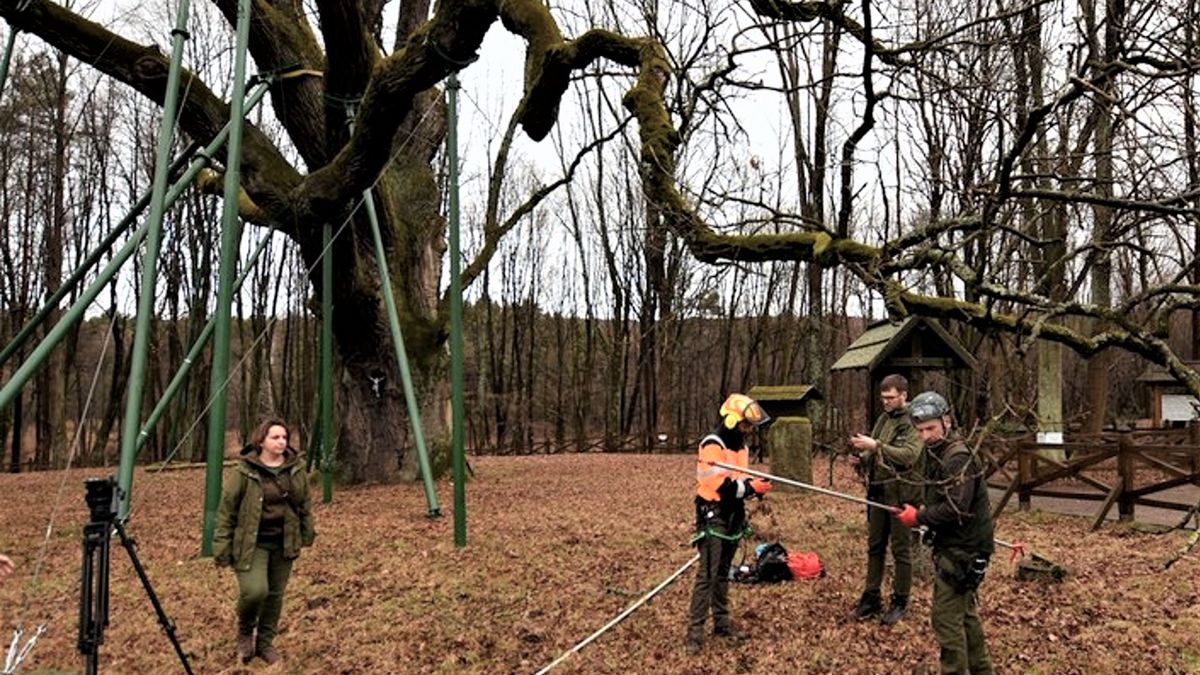 Sędziwy, ale wciąż witalny dąb Bartek rosnący na terenie Nadleśnictwa Zagnańsk (RDLP w Radomiu) po raz kolejny doczeka się potomstwa – tym razem wegetatywnego, 