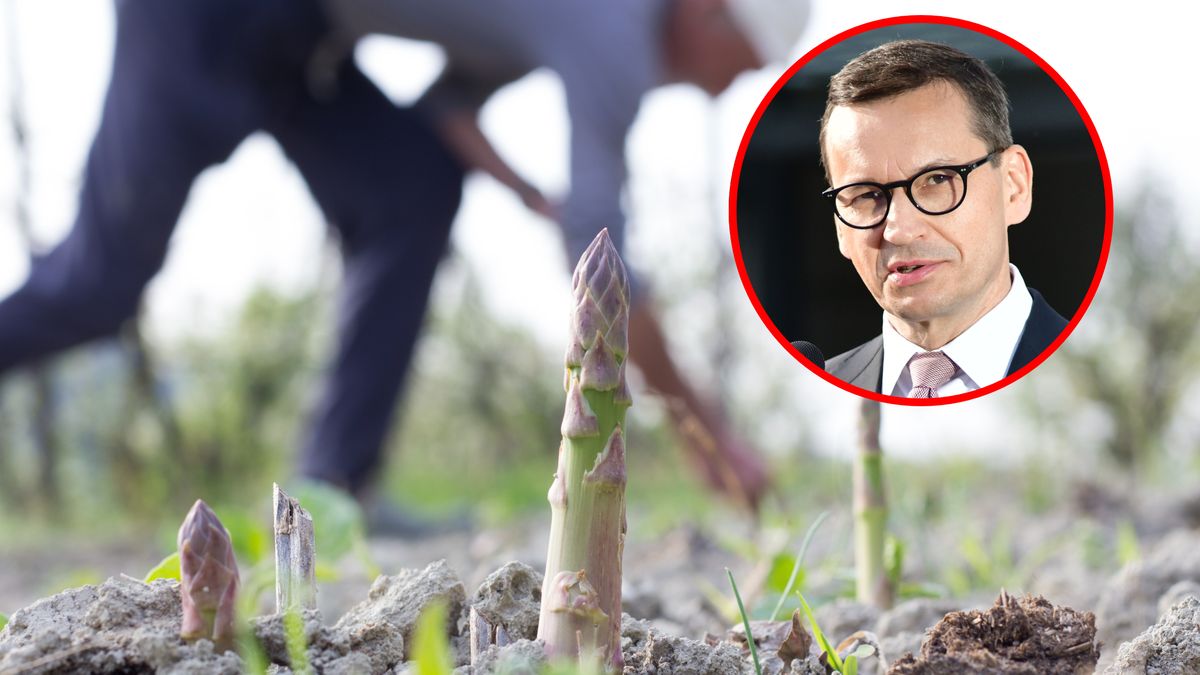 Mateusz Morawiecki, szparagi