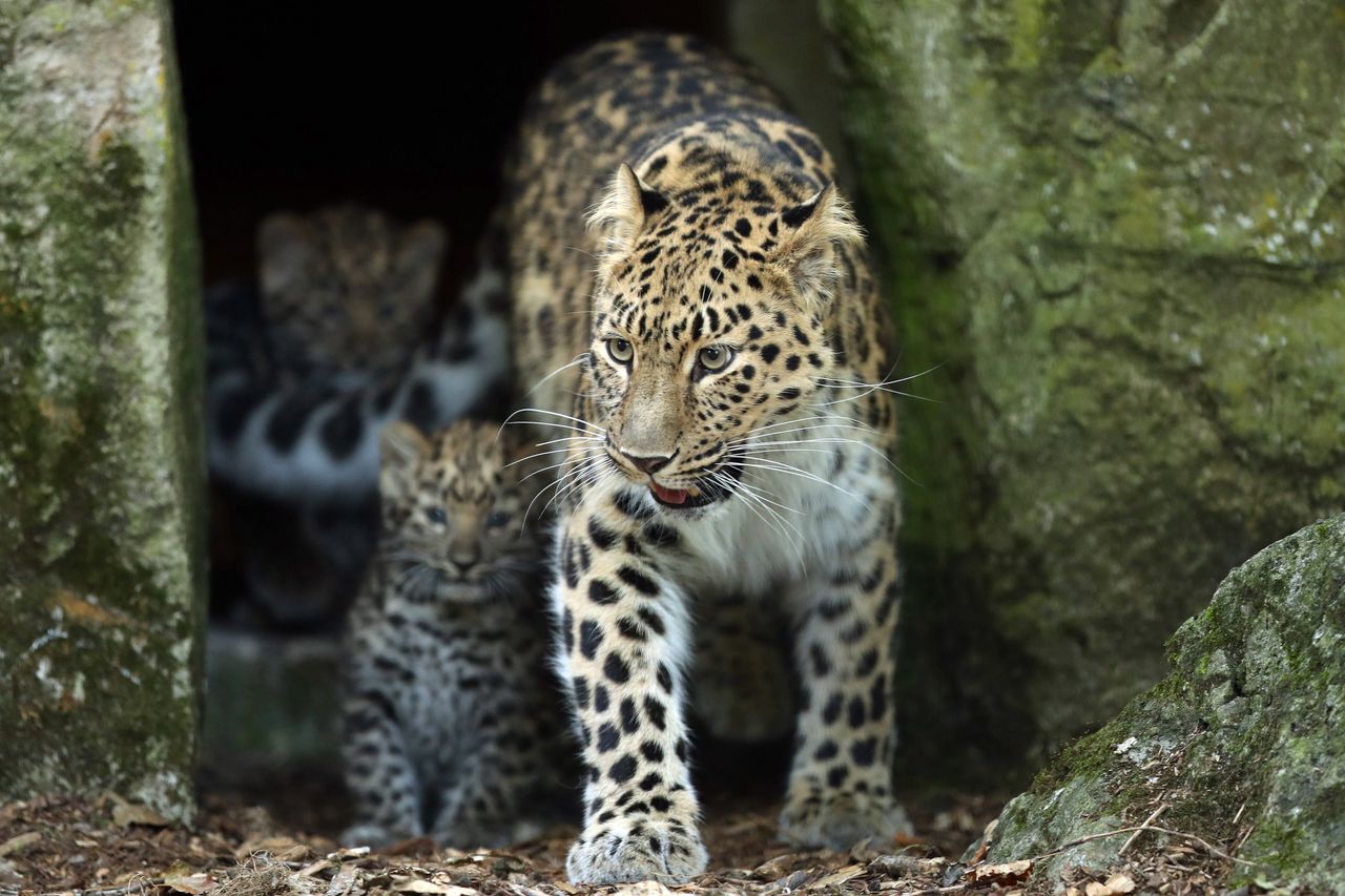 Leopard attack at Odessa zoo highlights safety lapses