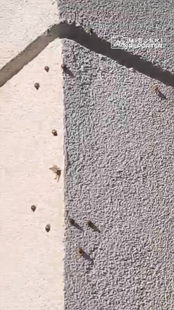 Owady wspinające się po jasnej i szarej elewacji budynku, w słonecznym otoczeniu.