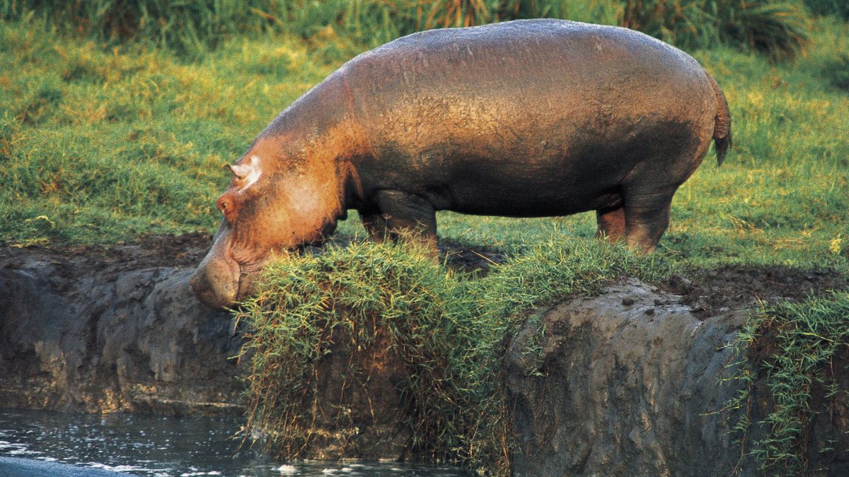 Park Narodowy Virunga