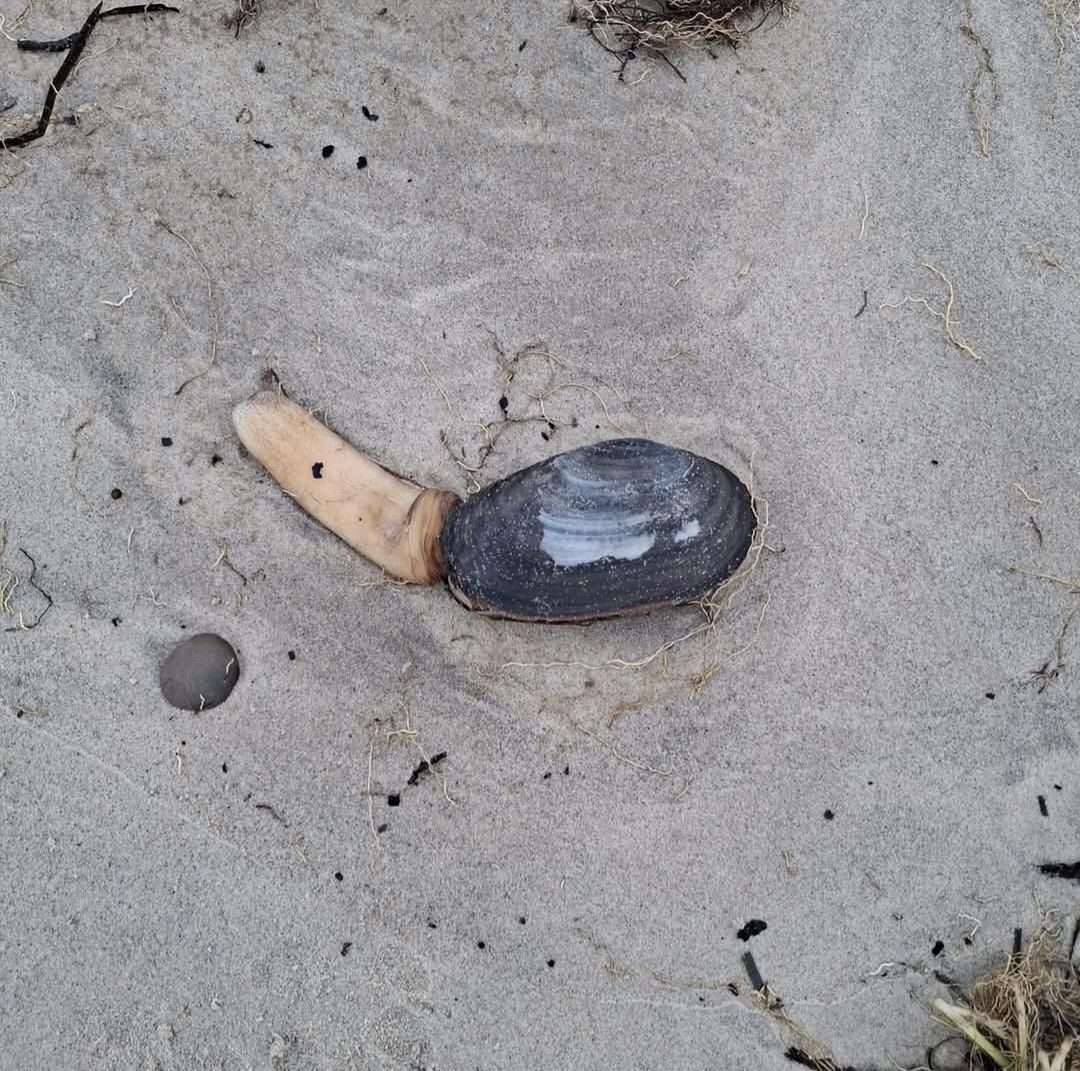 Tak wyglądają małże z gatunku Lutraria lutraria