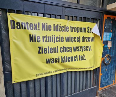 Deweloper chce wyciąć stare drzewo. Mieszkańcy protestują