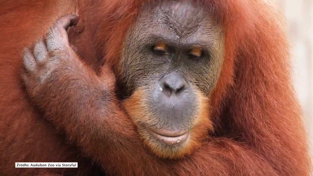 Orangutan w zoo w Luizjanie jest w ciąży z bliźniakami.