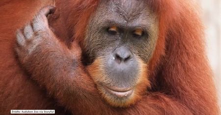 Orangutan w zoo w Luizjanie jest w ciąży z bliźniakami.