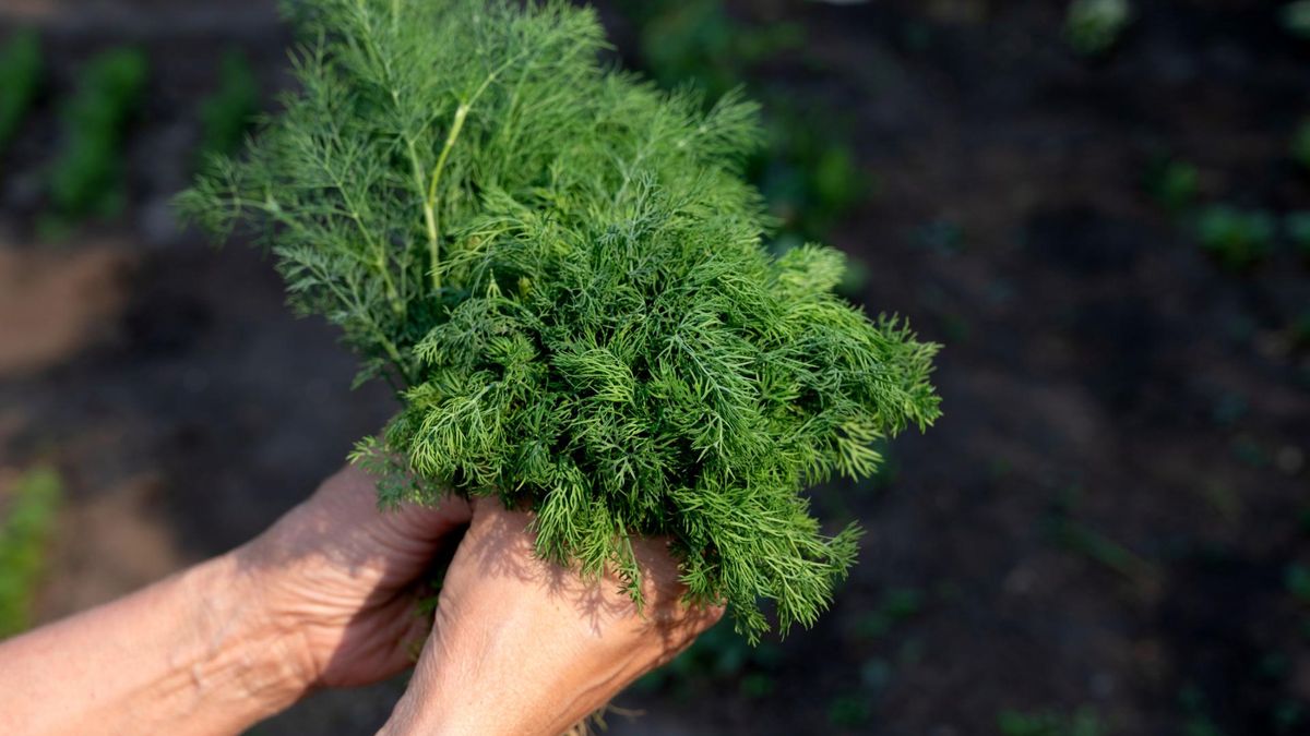 Koperek to naturalny sprzymierzeniec pięknej sylwetki i zdrowego organizmu. Do tego jest łatwo dostępny.