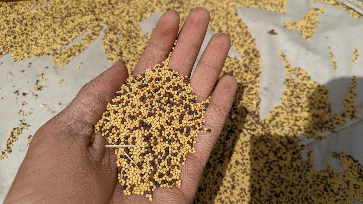 Gorczyca to nie tylko przyprawa, ale także naturalne wsparcie dla trawienia, odporności i regeneracji