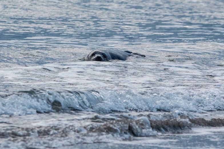 Dla jednych foka jest niewinną ofiarą, dla drugich &#8211; złodziejem ryb
