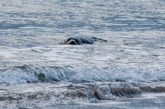 "Foka to nie tylko ładne zwierzątko o smutnych oczach". Problem jest realny