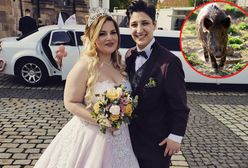 Atak dzika tuż przed ślubem. Panna młoda z obrażeniami