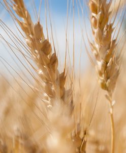 Co z ukraińskim zbożem? Nowe ustalenia z Brukseli