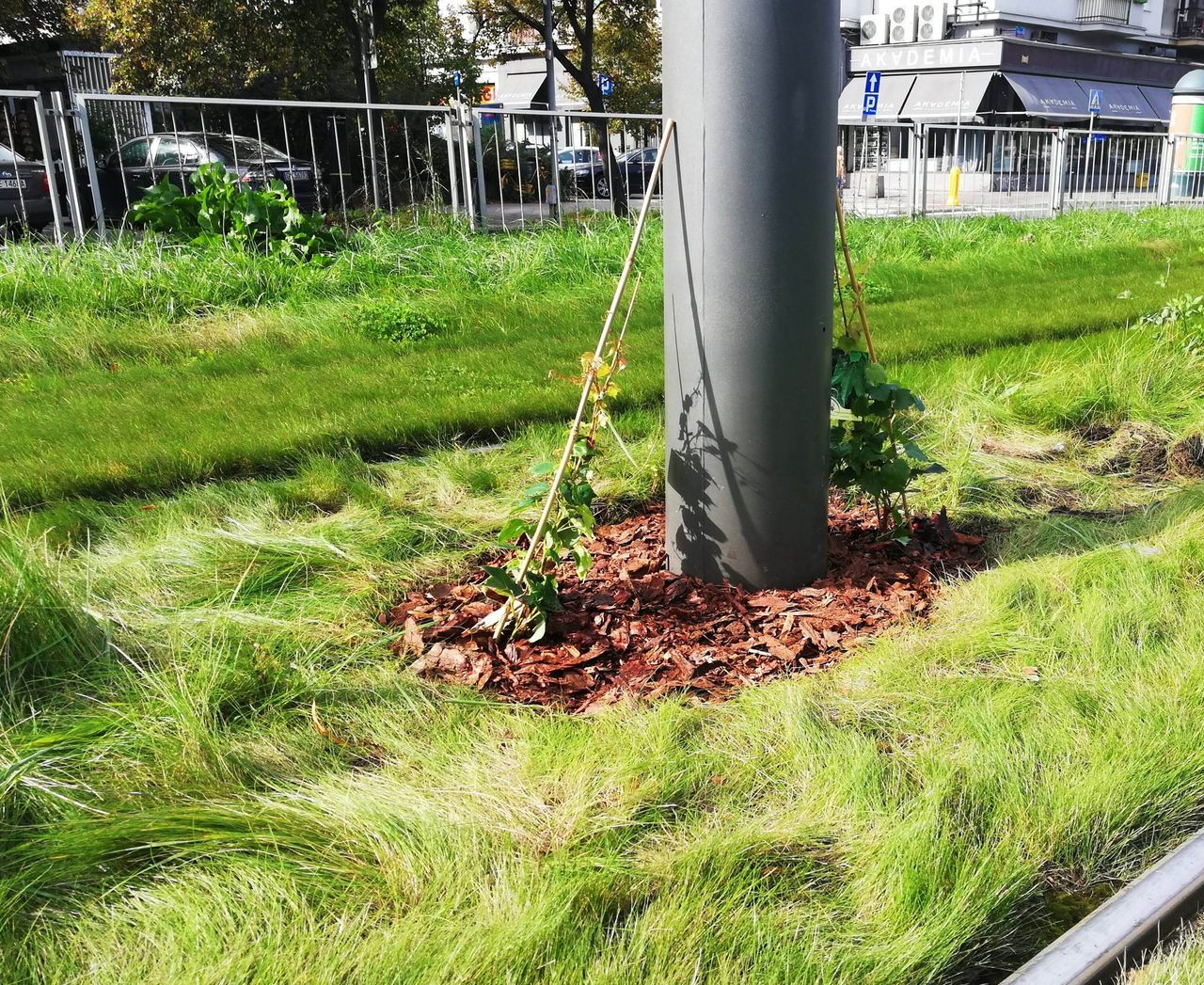 Warszawa. Zielone słupy tramwajowe. Będą oplecione bluszczem