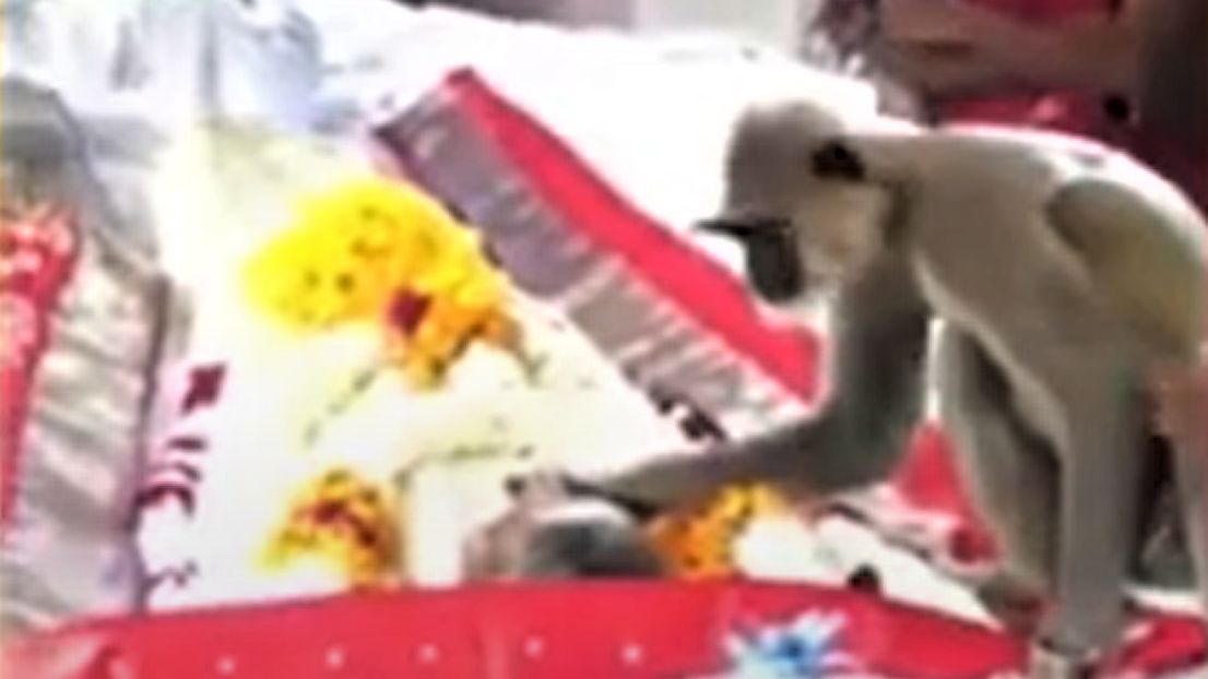 Małpa pożegnała swojego opiekuna  