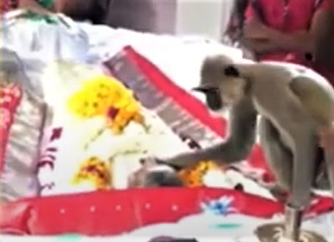Małpa pojawiła się na pogrzebie. Poruszające nagranie