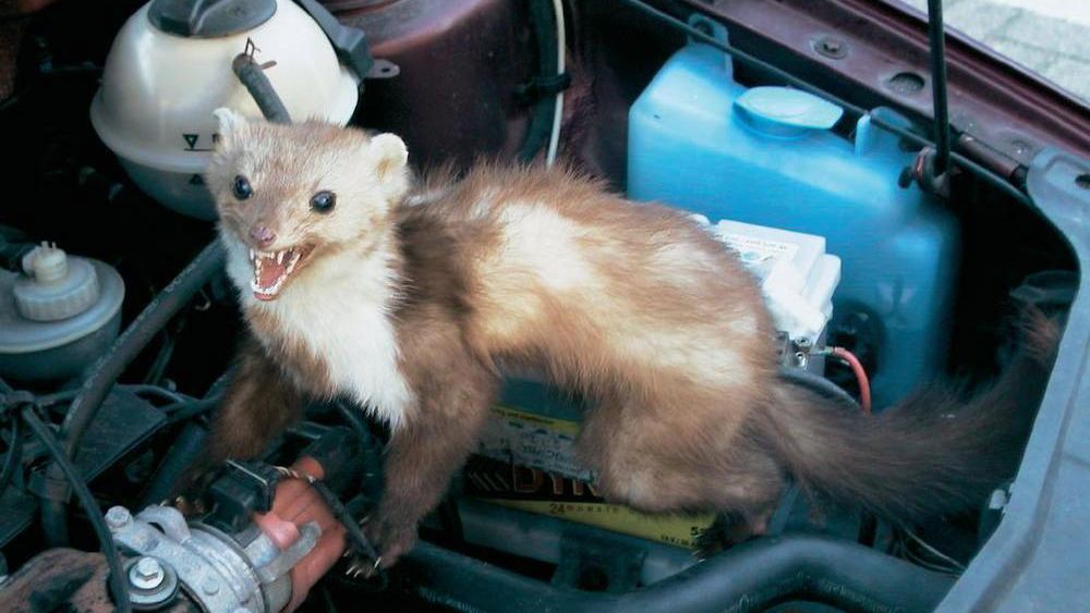 Zdjęcie ilustracyjne do artykułu