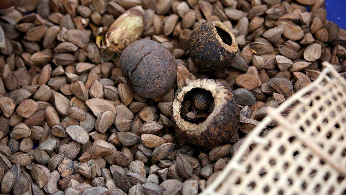 Orzechy brazylijskie wyróżniają się składem.