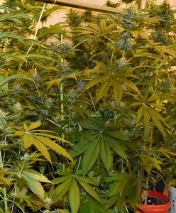 W Grabówkach obok Wieliczki policjanci zlikwidowali domową plantację marihuany