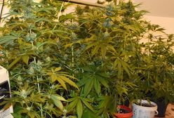 W Grabówkach obok Wieliczki policjanci zlikwidowali domową plantację marihuany