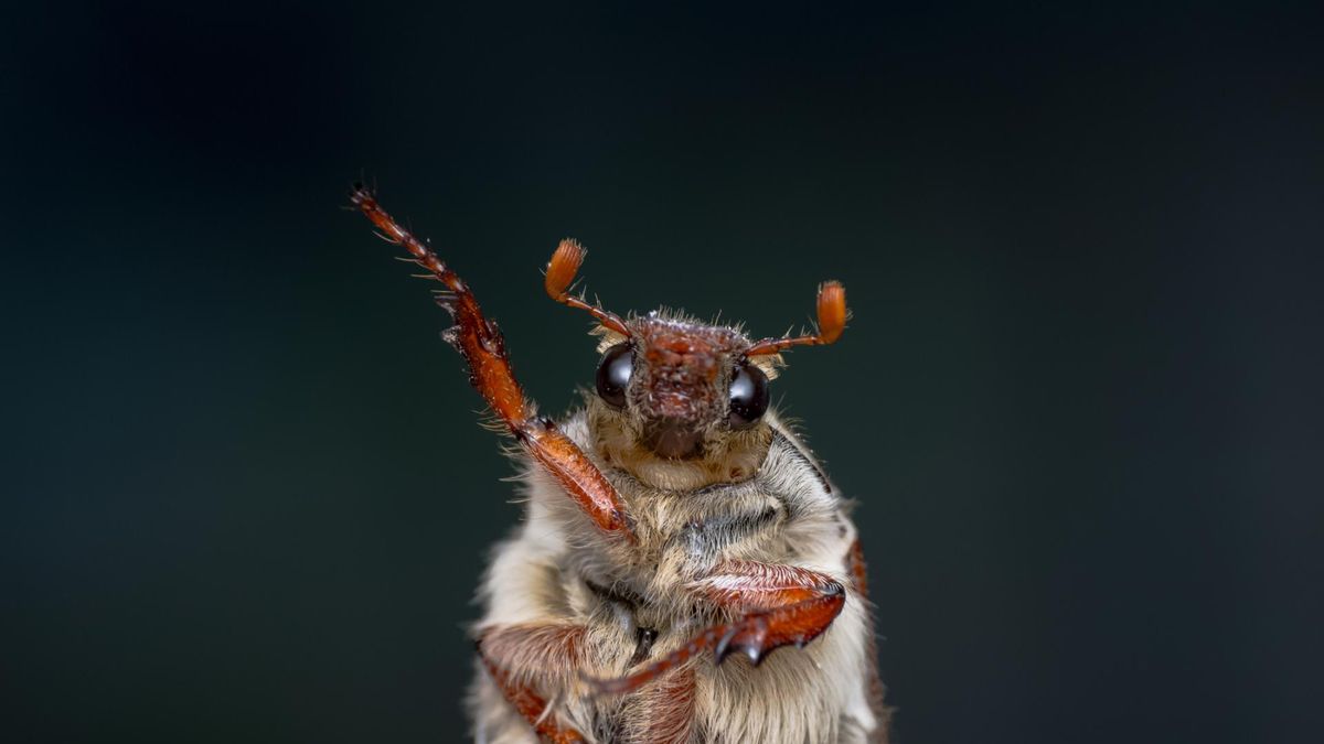 Chrabąszcze latają chmarami. Mogą wplątać się we włosy