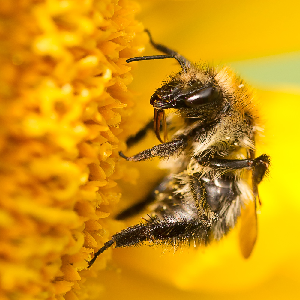Высказывания о пчелах