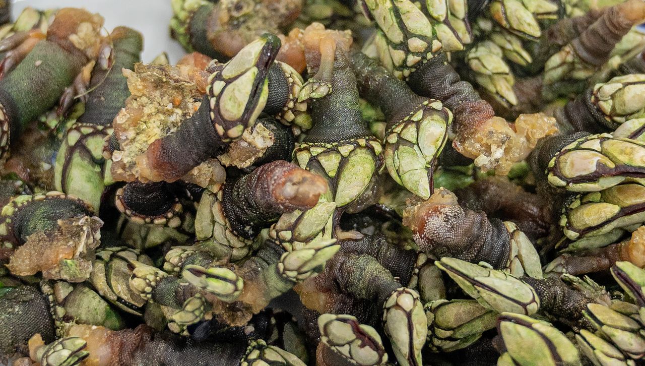 Morski rarytas za 200 euro. Gotuje się go tyle, co "Ojcze nasz"