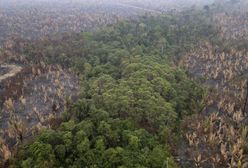 Śledztwo: wielkie marki modowe powiązane z wycinką drzew w Amazonii